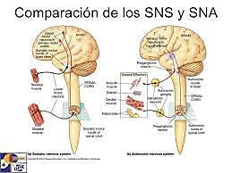 Organización funcional del sistema nervioso