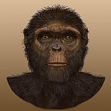 Ardipithecus ramidus