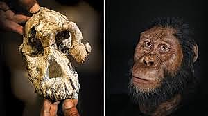 Australopithecus anamensis