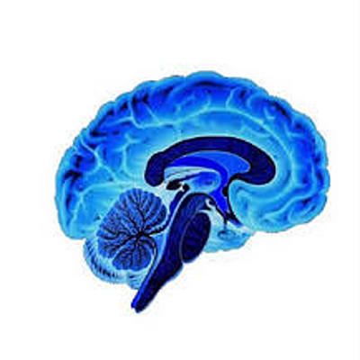 Timeline: EVOLUCION DE LA NEUROCIENCIA DE LA CONDUCTA