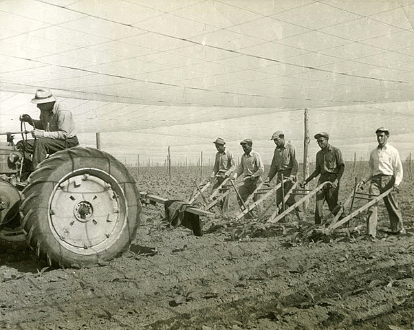 The Wheat Shortage of 1914