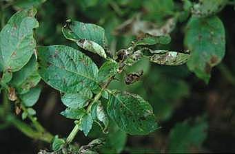 Phytophthora infestans (1846 a 1857.)