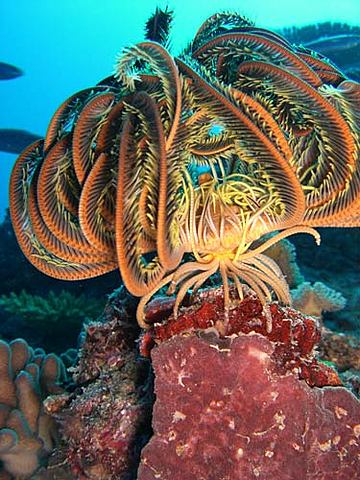 Widespread of Crinoids