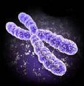 Cromosomas