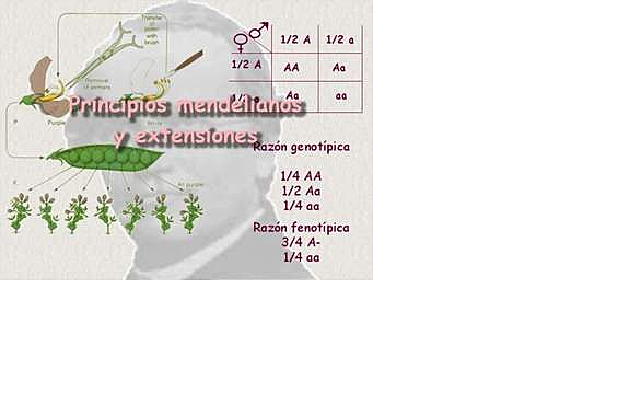 Redescubrimiento del mendelismo
