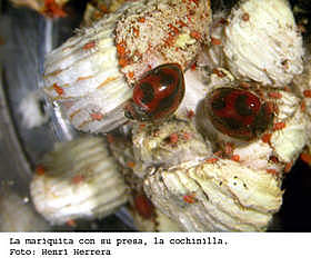 Control biológico-Eilenberg 2001