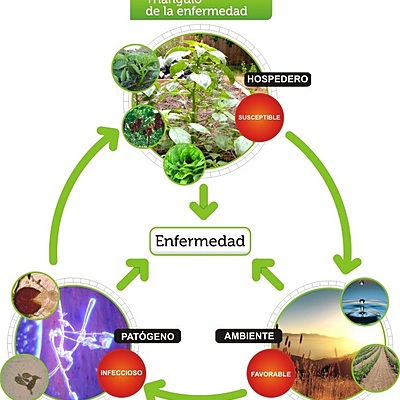 Timeline: HISTORIA DE LA FITOPATOLOGIA