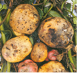 Epidemia Tizón de la Patata