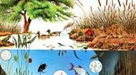 Timeline: HISTORIA DEL CONCEPTO ECOSISTEMA