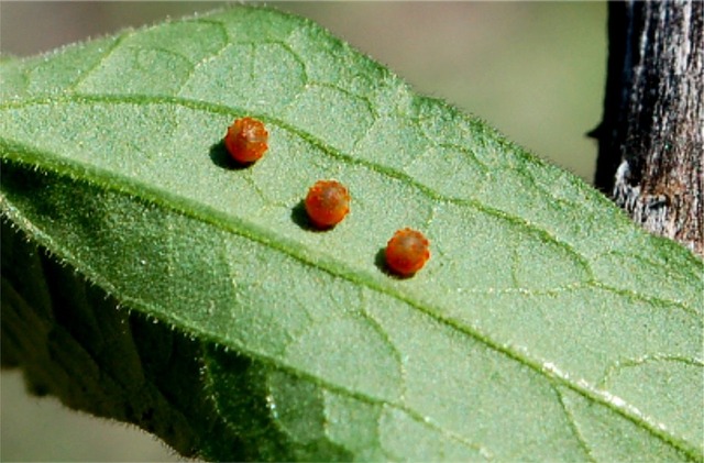 The first stage: The eggs