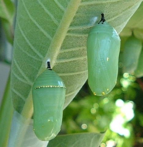 The Third stage: The pupa (Chrysalis)