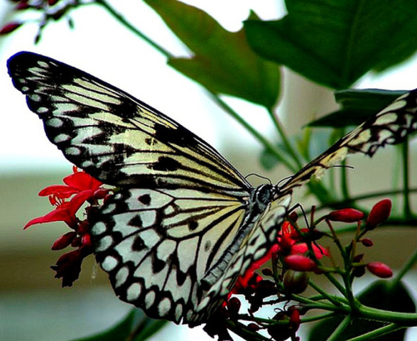 The Fourth Stage: The Butterfly