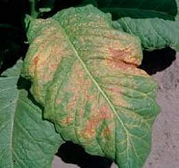 El virus del Mosaico del Tabaco