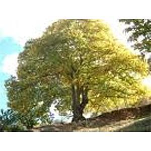 Extinción del Árbol de Castaño Americano