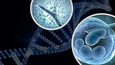 Biopsies on In Vitro Fertilization Embryos