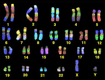 Analysis of All 24 Chromosomes