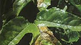 Timeline: HISTORIA DE LA FITOPATOLÓGICA EN COLOMBIA