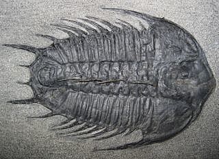 Cambrian (Paleozoic Era)