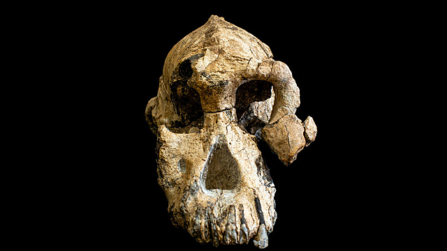 Australopithecus