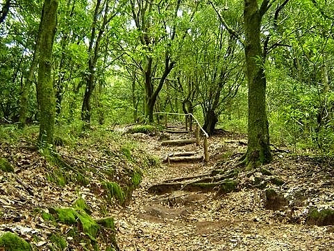 Decreto 2278 “Por el cual se dictan medidas sobre cuestiones forestales.”