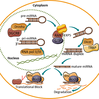 Timeline: Generación espontánea y biogénesis