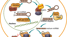 Timeline: Generación espontánea y biogénesis