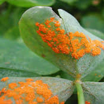 Timeline: Historia de la Fitopatología