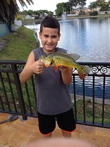 First Peacock-Bass ever