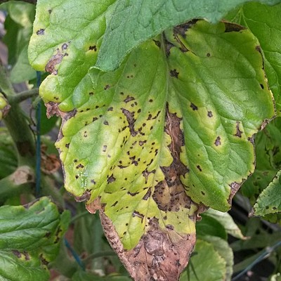 Timeline: Historia de la fitopatologia