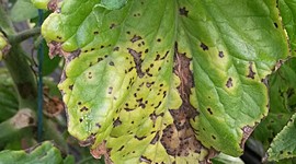 Timeline: Historia de la fitopatologia