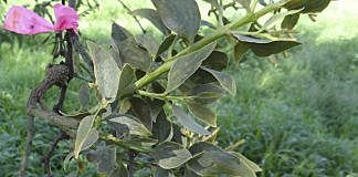 Primer patógeno vegetal. (Muérdago)