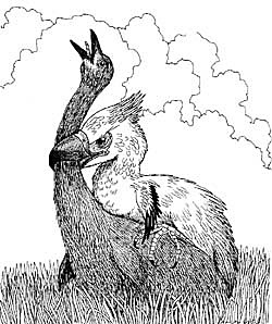 Cenozoic Era: Tertiary Period