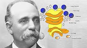 DESCUBRIMIENTO DEL APARATO DE GOLGI