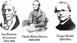 Timeline: Modelos sobre la evolución