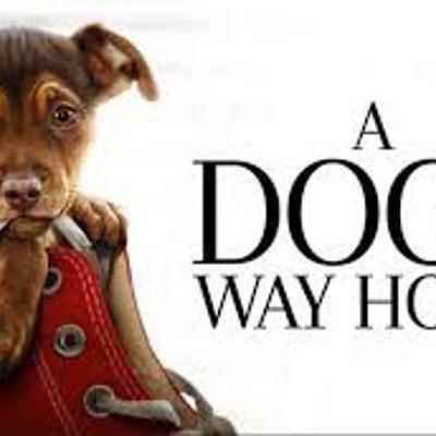 Timeline: Mis huellas a casa