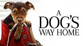 Timeline: Mis huellas a casa