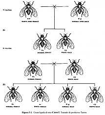 "El mecanismo de la herencia mendeliana"
