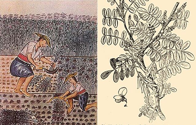 Inspección de alimentos