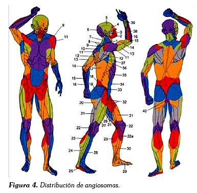 Concepto de territorios anatomicos.