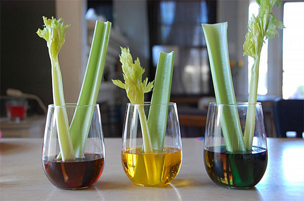 Experimentos científicos