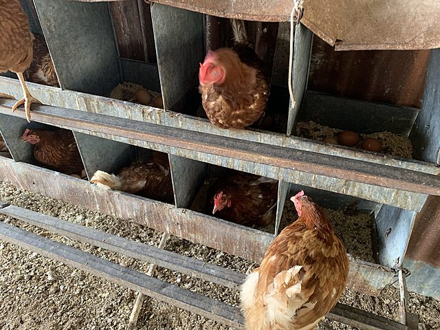 El calcio en la nutrición