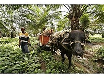 1995 Tierras de las Comunidades Negras