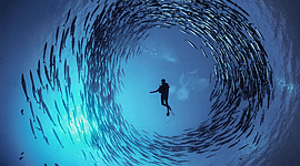 Timeline: tecnologías relacionadas con la biología marina