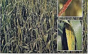 1807 Evidencias y causas microbianas a favor del carbón y las royas del trigo y el centeno