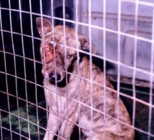 The Evoloution of Zoos-Noof