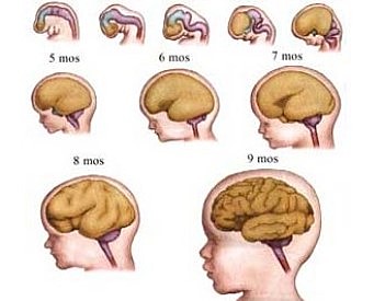 Vygotsky formuló una teoría a fines de los años veinte.