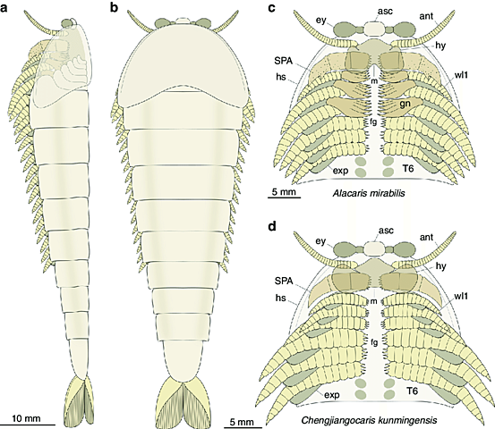 El surgimiento del primer cerebro