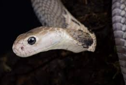 2019-nCoV is caused by Snakes?