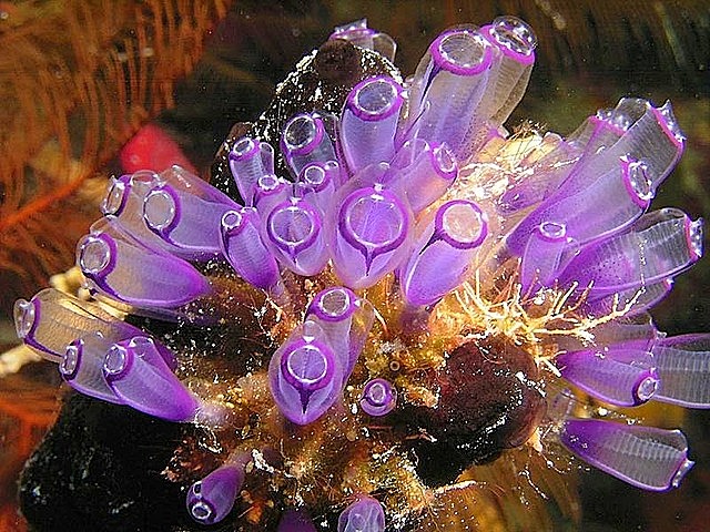 El surgimiento de la primera agrupación neuronal