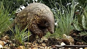Are Pangolins the intermediary?